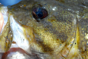 Smallmouth Bass Reference Photos - Click Image to Close